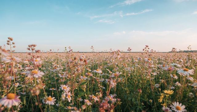 Sunlit wildflower meadow at golden hour with daisies swaying toward horizon