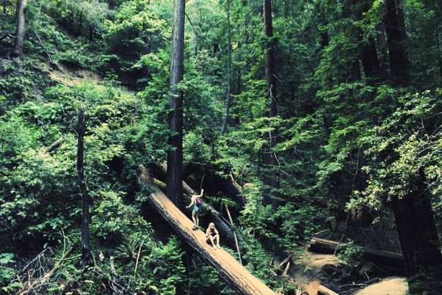 Man and dog hiking through dense forest, navigating fallen trees and embracing wilderness adventure. Ideal for use in nature exploration, hiking community content, adventure blogs, and outdoor lifestyle promotions.