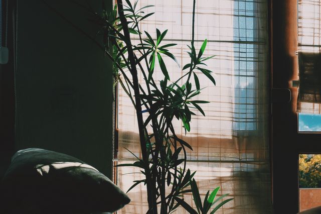 Sunlight Filtering through Window with Indoor Plant - Download Free Stock Photos Pikwizard.com