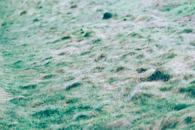Natural texture of dew-covered grass in the early morning. Ideal for backgrounds, environmental themes, tranquility concepts, nature presentations, and eco-friendly campaigns.