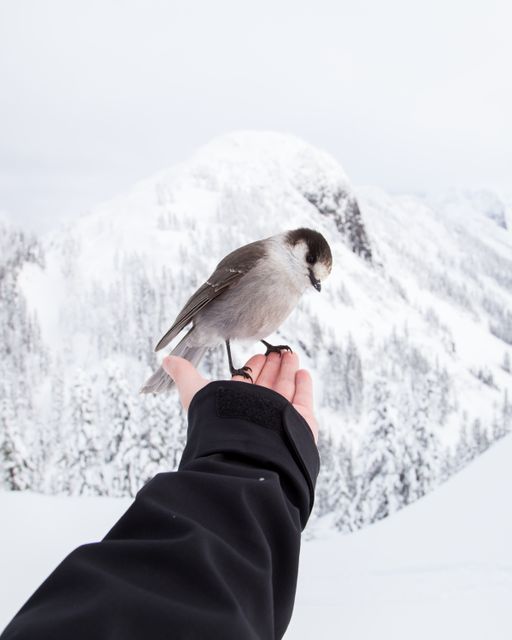 Bird perched on person's hand with snowy mountains in background. Perfect for illustrating themes of trust, human-nature connection, winter, exploring nature, or promoting mindfulness and outdoor adventures.