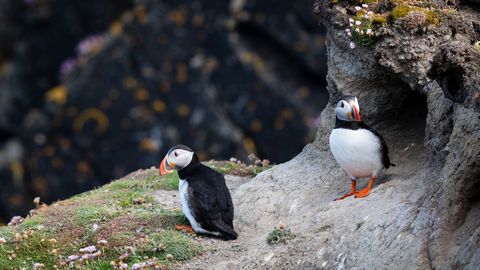 Pair of atlantic puffins nesting on rocky coastal cliff near burrow with sea thrift flowers