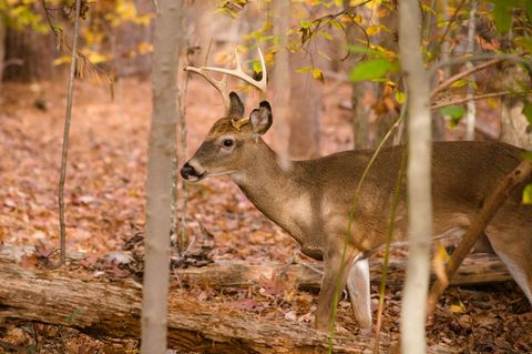 Graceful buck wandering through autumn forest