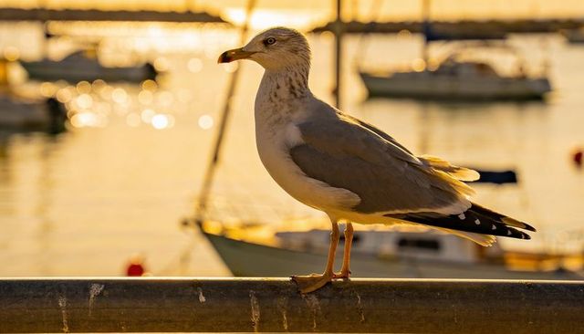 Seagull perching on marina railing at golden hour with bokeh harbor lights