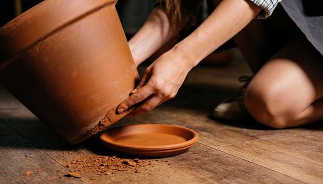 Kneeling gardener tilting terracotta pot onto saucer for repotting on rustic wooden floor