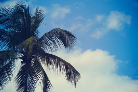 Tropical coconut palm against clear blue sky