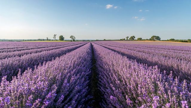 Endless lavender rows converging to horizon panoramic violet field at golden hour