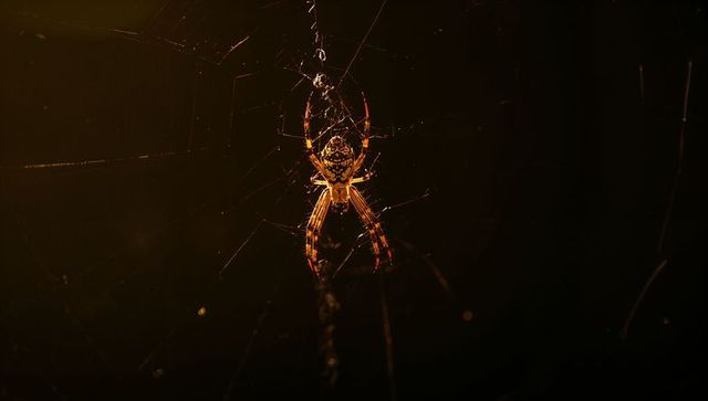 Orb-weaver spider hanging in dramatic light