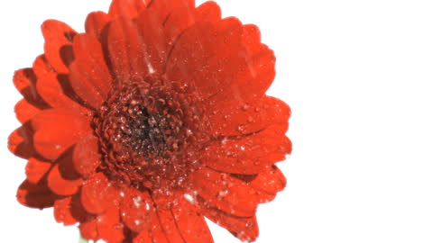 Vibrant Red Gerbera Daisy with Water Droplets on White Background