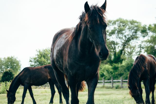 This image showcases black horses calmly grazing in a lush green pasture, conveying tranquility and the beauty of nature. Ideal for agricultural websites, animal care publications, rural-themed advertisements, or promotional materials for equestrian activities. It perfectly illustrates serene pastoral scenes and the harmonious relationship between animals and their natural environment.