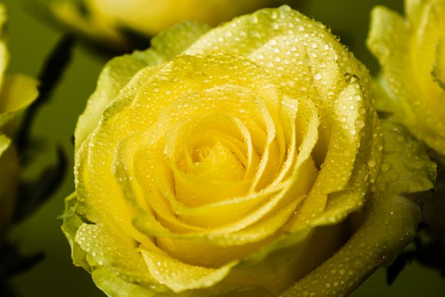 Detailed close-up of a yellow rose covered in dew. Perfect for design projects, floral themes, natural beauty, greeting cards, or floral arrangements. Contrasting green background enhances bright yellow petals.