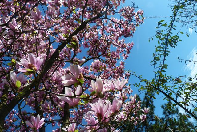 Blooming Magnolia Tree with Pink Flowers Under Blue Sky - Download Free Stock Photos Pikwizard.com