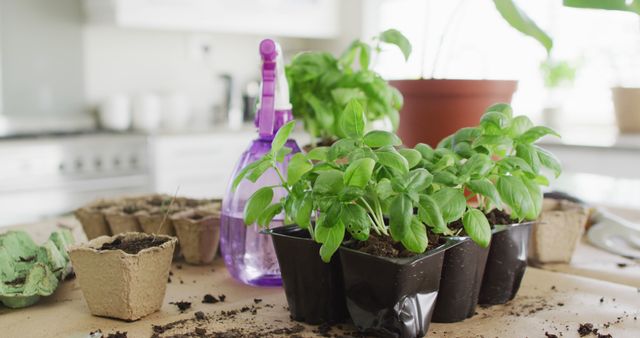 Indoor gardening scene showing seedlings and potted plants on a table. Includes items like a spray bottle and soil pots, perfect for articles or projects related to home gardening, urban gardening, starting a garden indoors or caring for herb plants.