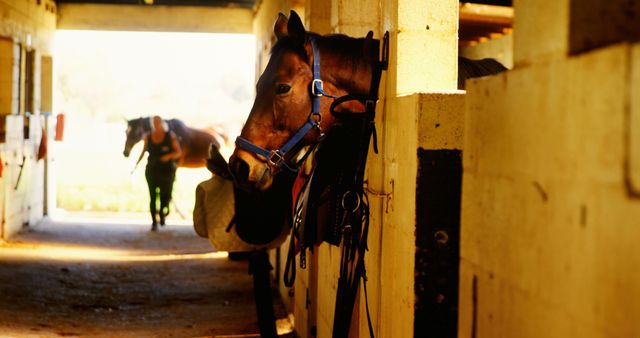 Horses in Stable Corridors during Golden Hour - Download Free Stock Images Pikwizard.com