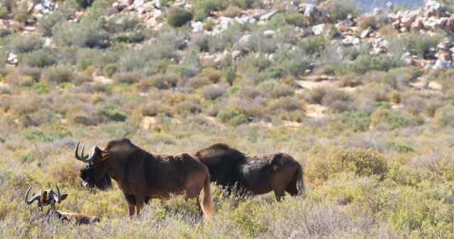 Two African Wildebeests Grazing in Savanna Landscape - Download Free Stock Photos Pikwizard.com