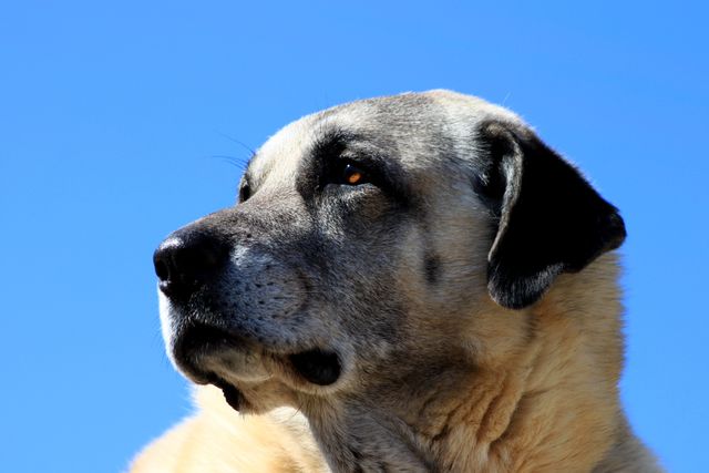 Serene large dog gazing calmly into the distance. Ideal for themes of tranquility, loyalty, and companionship. Perfect for pet-related advertisements, animal care promotions, or peaceful and serene setting illustrations.