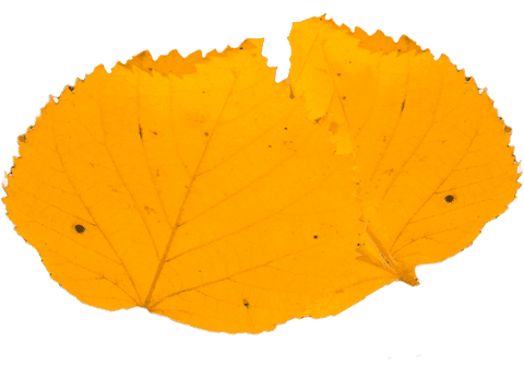 detailed yellow autumn leaves on transparent background - Download Free Stock Videos Pikwizard.com