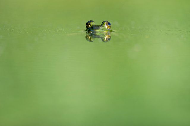 Close-up view of a frog with eyes emerging from green pond surface, creating a mirroring effect. Ideal for nature conservation, environmental awareness campaigns, or wildlife educational materials.