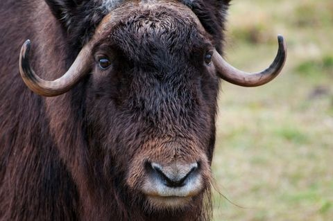 Muskox staring close-up with curved horns and shaggy brown fur in Arctic tundra portrait