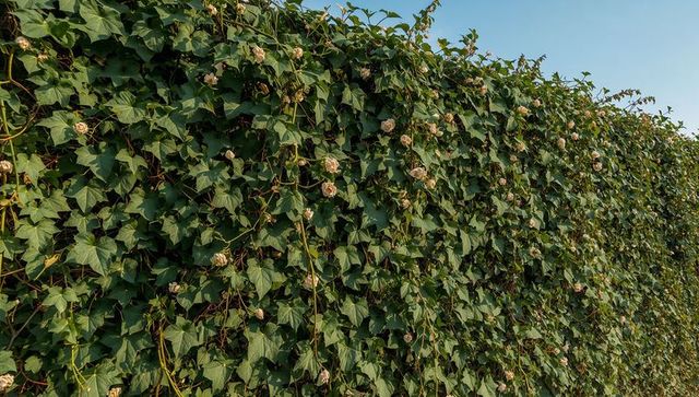 Lush climbing ivy hedge with cream flowers covering garden fence, green texture