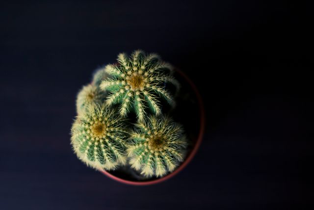 This close-up shot of a small potted cactus viewed from above. Its natural symmetry and vibrant green color with yellow spines make it a perfect addition for botanical blogs, gardening websites, and home decor magazines. Can be used in articles promoting drought-resistant plants and in designs emphasizing minimalist and modern aesthetics.