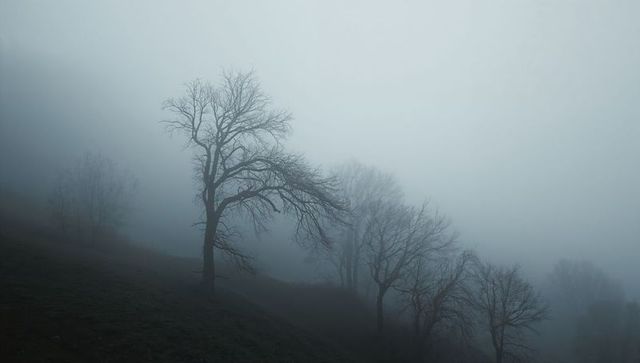 Standing gnarled leafless trees twisting branches on foggy sloped hillside, moody mist landscape