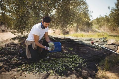 Man harvesting green olives in sunny olive grove