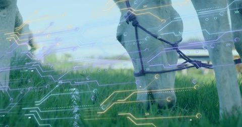 Augmented reality concept featuring goat grazing on pasture