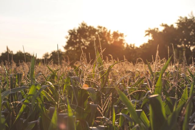 Cornfield illuminated by sunset with lush green plants and clear sky. Suitable for themes related to agriculture, farming, rural lifestyle, and nature. Great for background use in websites, brochures, and agricultural articles.