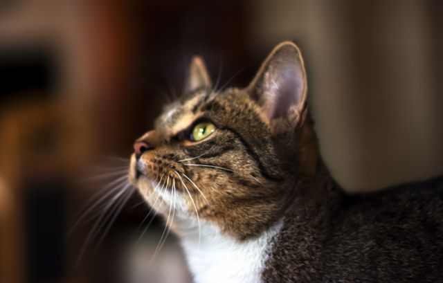 Close-up of a tabby cat with brown and white fur and green eyes looking upwards. Great for use in pet care articles, cat food advertisements, and animal behavior studies.