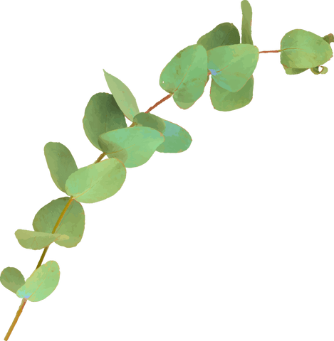 Slender Eucalyptus Branch with Round Leaves on Transparent Background
