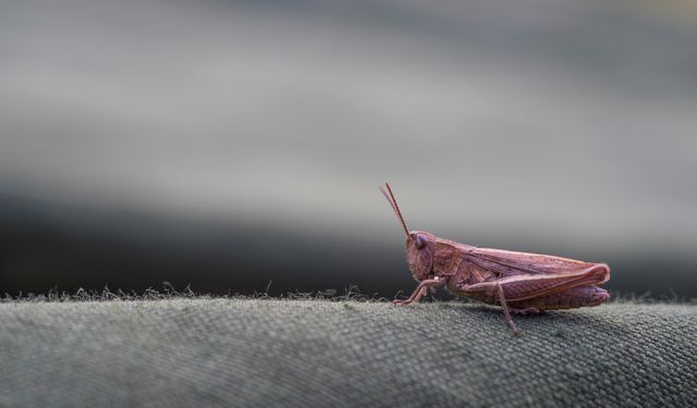 This detailed nature shot shows a unique pink grasshopper resting on gray fabric. Ideal for nature photography enthusiasts, educational materials on insects and grasshoppers, or highlighting the beauty of small wildlife. The soft focus background emphasizes the texture and color of the grasshopper, making it an excellent visual element for articles and journals on entomology or nature-related projects.