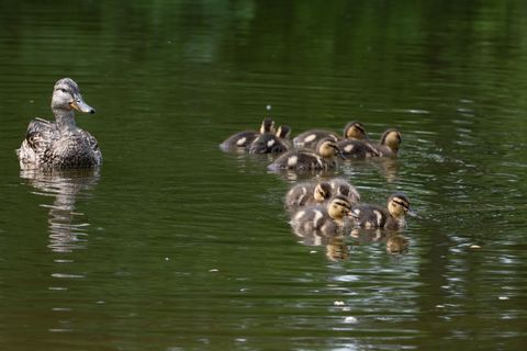 Ducks and Ducklings Swimming in Tranquil Pond