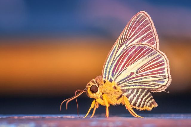 Close-up image of an exotic moth features intricate wing patterns. Useful for nature enthusiasts, wildlife photography, and educational content relating to entomology, biology, and ecology. Can be used in marketing materials for biodiversity and wildlife conservation projects.