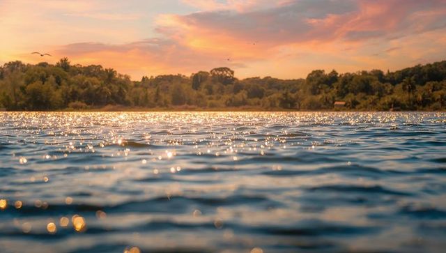 Glistening lake water reflecting golden hour light over wooded shoreline with flying bird