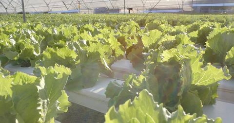 Hydroponic lettuce growing in greenhouse for sustainable agriculture