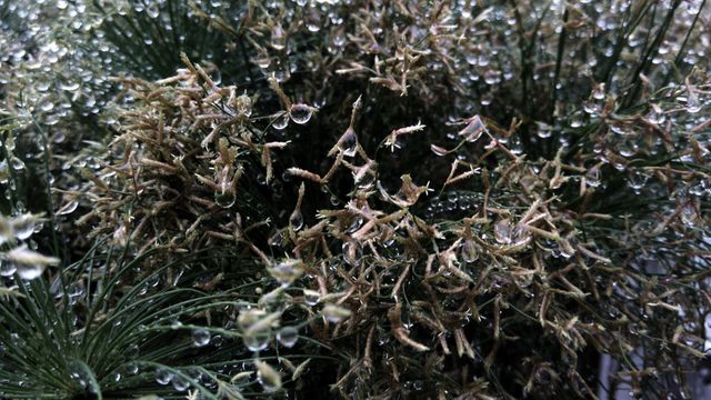 Water Droplets on Grass Blades in Early Morning - Download Free Stock Images Pikwizard.com