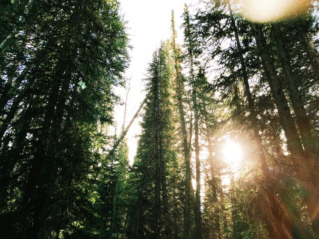 Sunlight peeks through towering pine trees, creating a serene and tranquil atmosphere. Great for depicting natural beauty, outdoor activities, and serene environments. Can be used in nature-themed campaigns, travel blogs, and environmental projects.