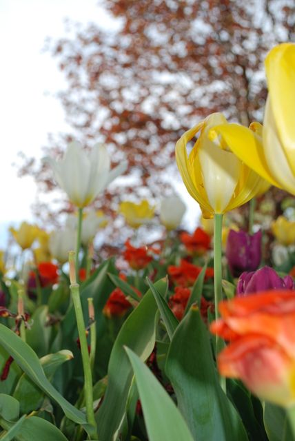Vibrant tulips with multi-colored petals are in full bloom against a backdrop of trees with red leaves. This image can be used for spring-themed advertisements, gardening blogs, florist promotions, landscape design inspirations, and nature appreciation articles.