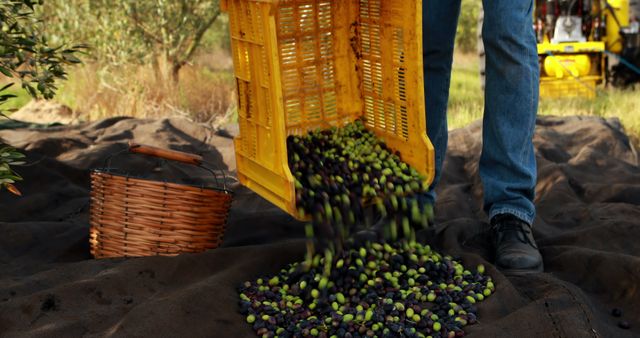 Close-Up of Farmer Harvesting Olives in Orchard - Download Free Stock Images Pikwizard.com