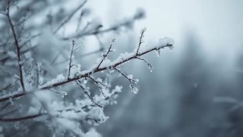 Swaying Frost-Covered Branch with Dripping Ice Drops over Soft Blue Winter Forest Motion