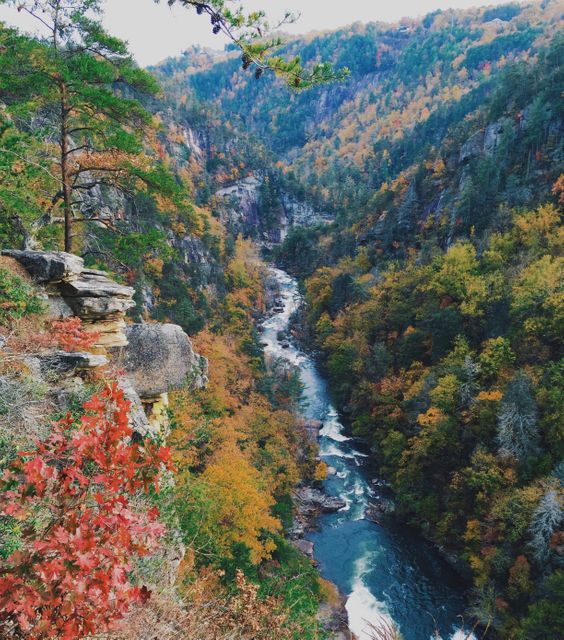This breathtaking scene captures a river winding through a canyon adorned with vibrant autumn foliage. The colorful trees and rocky cliffs create a stunning landscape, making it perfect for use in travel articles, nature calendars, or outdoor adventure promotions.