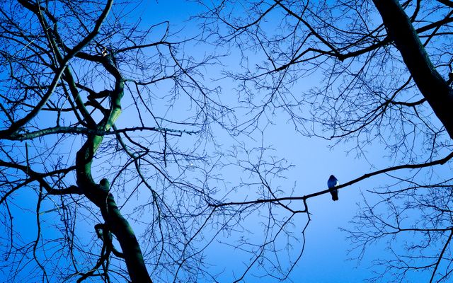 Solitary Bird on Bare Branch During Winter Evening - Download Free Stock Photos Pikwizard.com