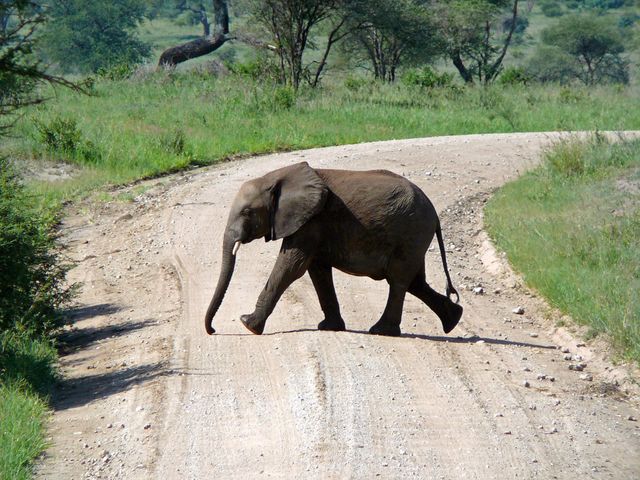 Elephant calf crossing dirt road surrounded by lush green vegetation in the African savanna. Suitable for wildlife documentaries, travel advertisements, environmental conservation campaigns, African safaris promotions, and educational materials about wildlife and conservation.