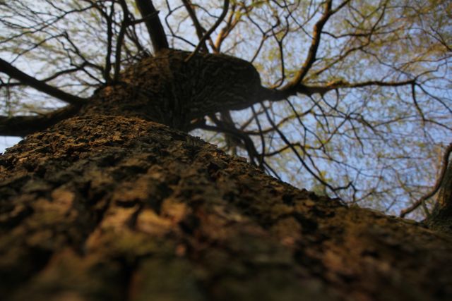 Low angle view capturing a majestic tree trunk and its branches spreading out against the sky. Useful for nature-themed articles, backgrounds, and highlighting environmental beauty or arboricultural topics.