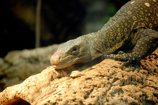 This image features a close-up view of a monitor lizard resting on a rock, highlighting its detailed textured skin and natural colors. Ideal for use in educational materials about reptiles and wildlife, nature documentaries, reptile pet industry advertisements, and ecosystem awareness campaigns.