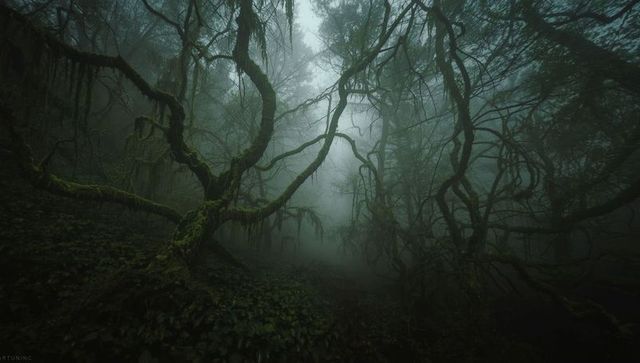 Mystical Foggy Forest with Gnarled Trees and Moss