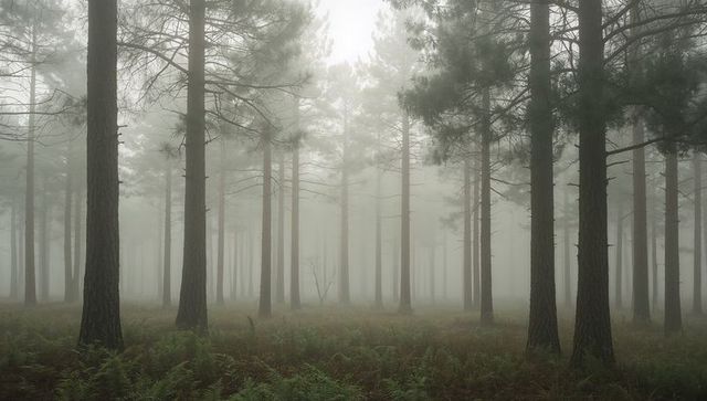 Pine trunks rising through dense morning mist in coniferous forest with fern understory