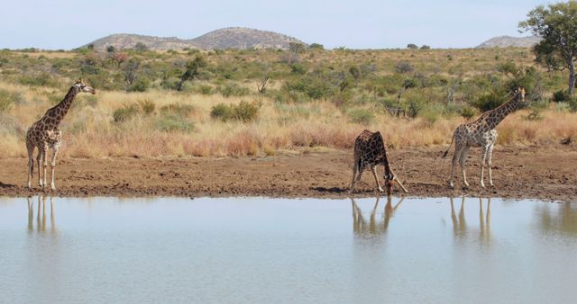 Giraffes walking in lake against tress on shore with copy space. Wild animal, wildlife, nature and african animals concept.
