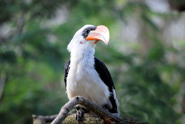 White and Black Toucan Bird Perched on Tree Branch - Download Free Stock Photos Pikwizard.com